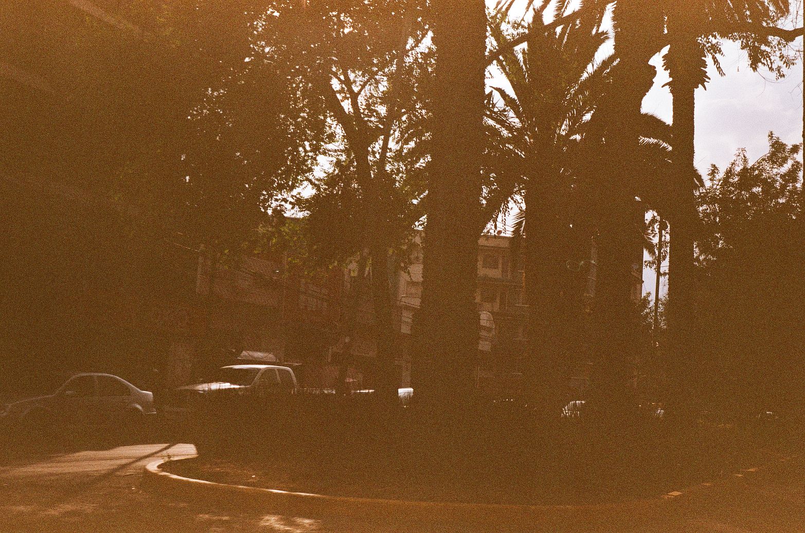 Palm-lined urban street in Mexico City with parked cars and low-rise residential buildings