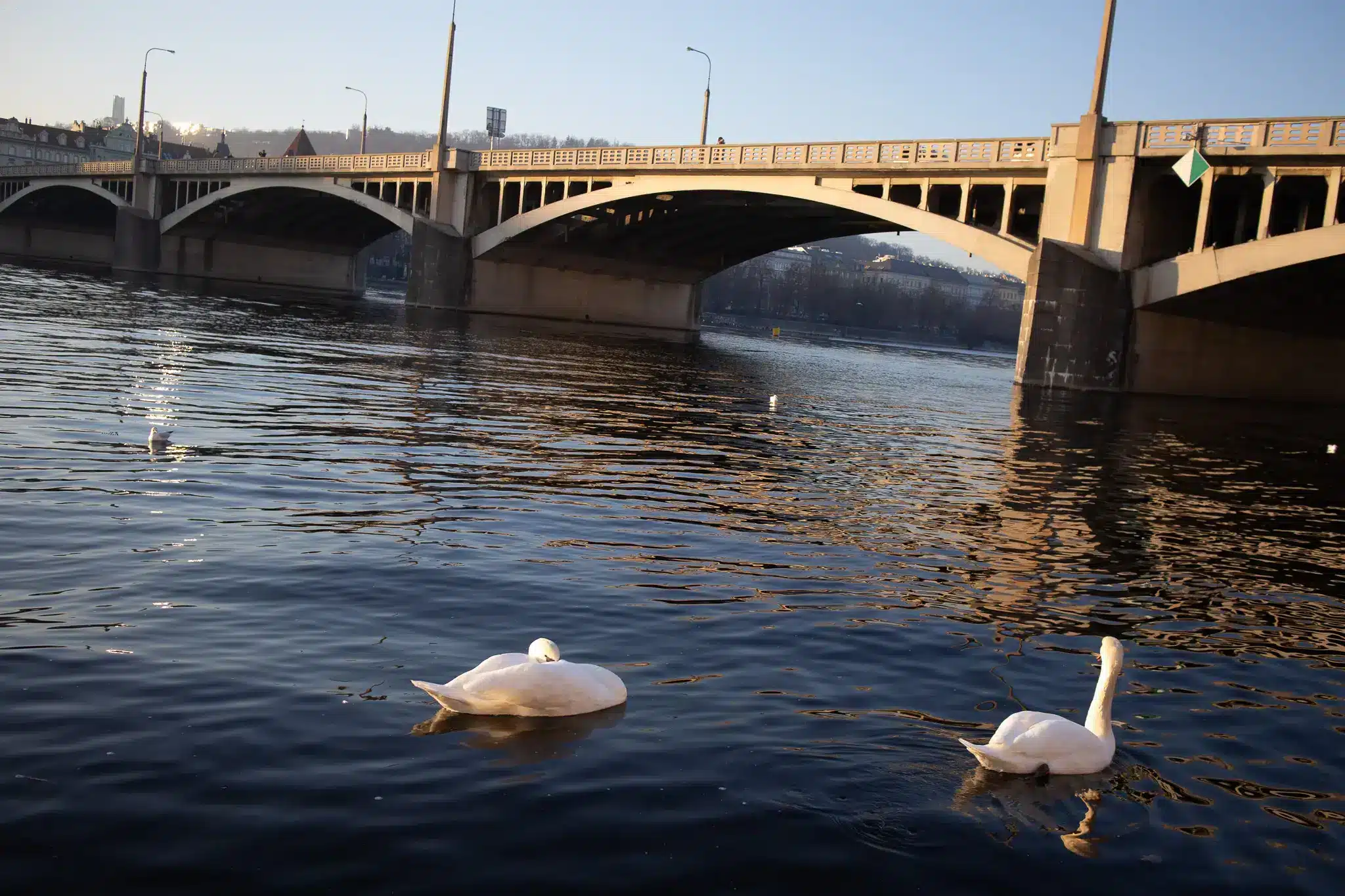Large bridge over the Vltava River in Prague with swans in the foreground and low golden sunlight.