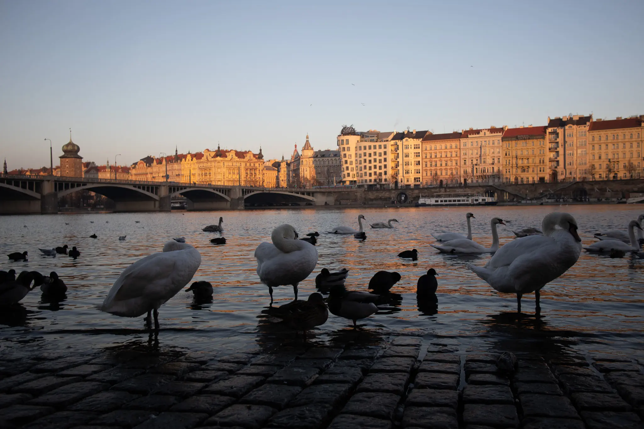 Swans on the Vltava River in Prague with a broad bridge and historic riverside buildings in warm winter light.